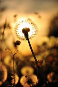 pusteblume